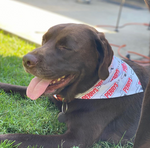 Perry's Dog Bandanas